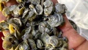 Orkney Shellfish Hatchery’s first stock of native flat oyster spat released...